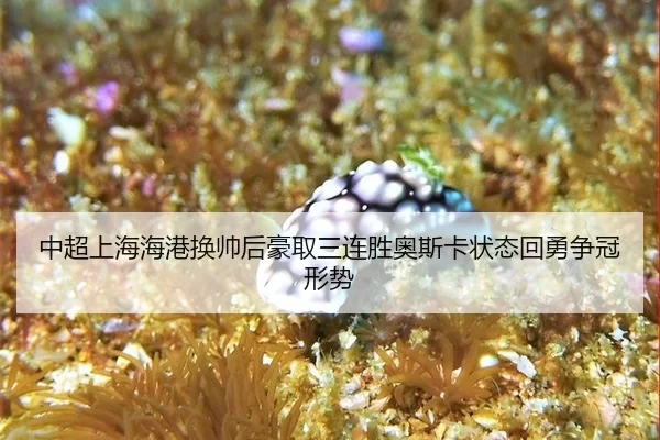 中超上海海港换帅后豪取三连胜奥斯卡状态回勇争冠形势
